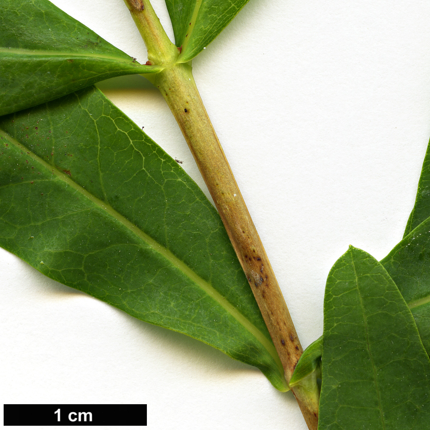 High resolution image: Family: Hypericaceae - Genus: Hypericum - Taxon: canariense